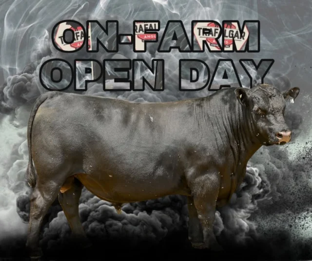 Trafalgar Angus On-farm Open Day

Join us on Wednesday 11 February from noon at Trafalgar Angus for a relaxed on-farm open day. Take the opportunity to inspect 14 Angus bulls ahead of sale day, ask questions, talk about genetics and enjoy seeing the cattle in their working environment.

Stay on for lunch and good company, everyone is welcome.

573 Wildwood Road, Carbunup River, just north of Cowaramup.