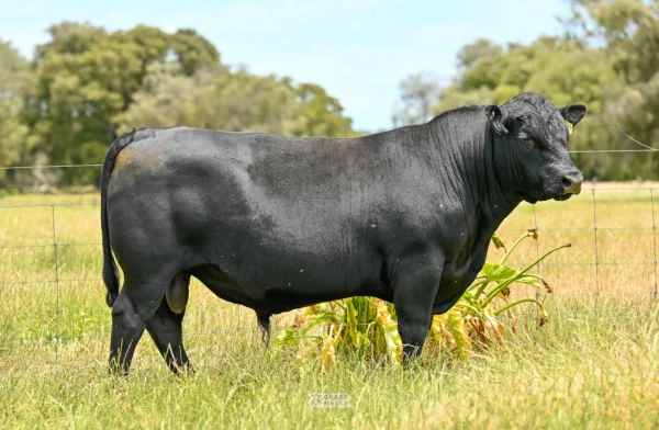 Trafalgar Angus